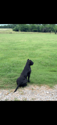 Lost Female Dog last seen On property south state highway 205, Rockwall, TX 75032