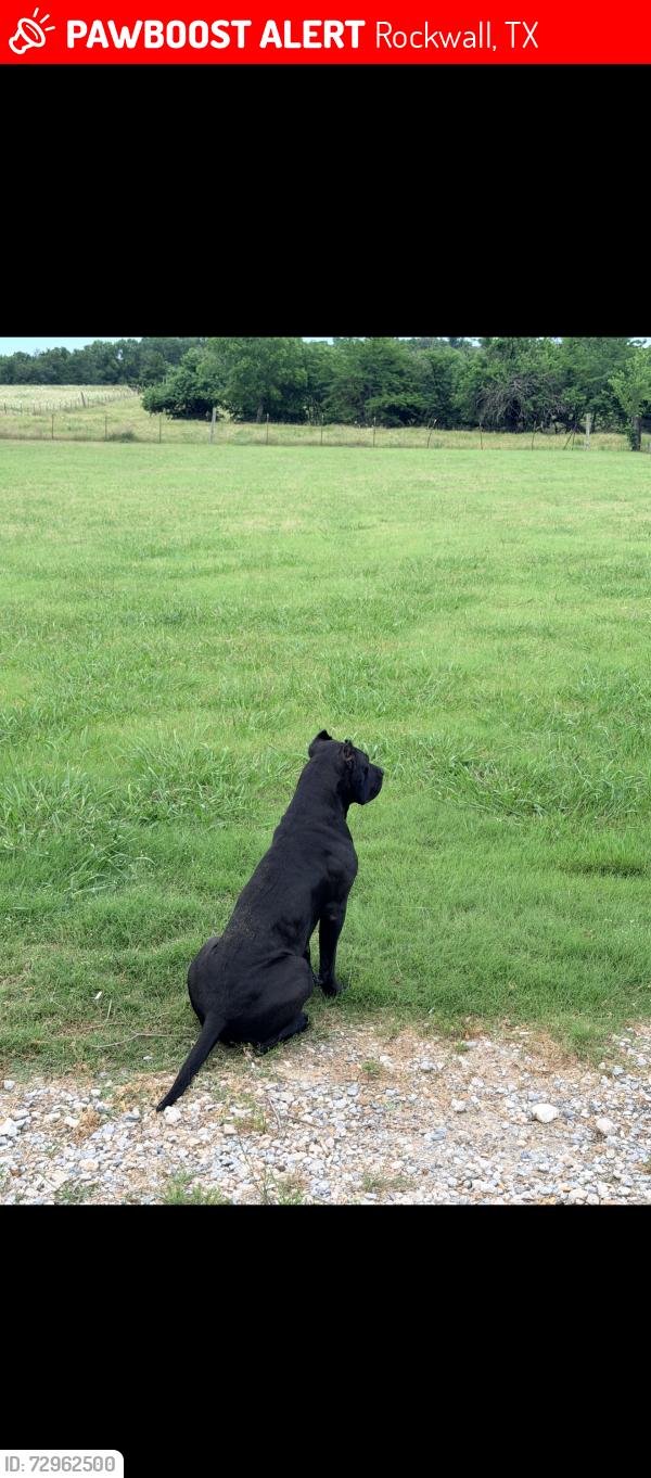 Lost Female Dog last seen On property south state highway 205, Rockwall, TX 75032