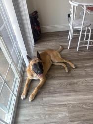 Found/Stray Male Dog last seen De luz housing , Camp Pendleton North, CA 92058