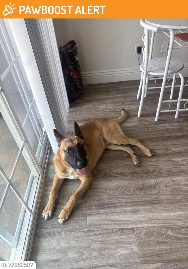Found/Stray Male Dog last seen De luz housing , Camp Pendleton North, CA 92058