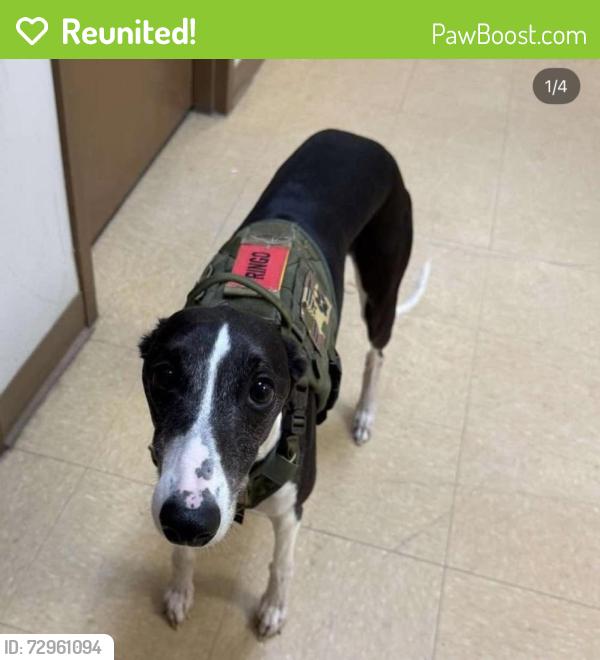 Reunited Male Dog last seen Near Ramsey rd by the new Dutch Bros, Fayetteville, NC 28301
