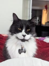 Lost Male Cat last seen Montgomery Ave , Redwood City, CA 94061