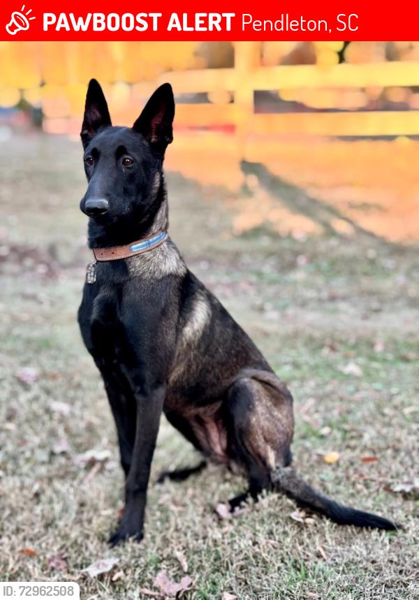 Lost Female Dog last seen Sandy Springs Fire Station, Pendleton, SC 29670