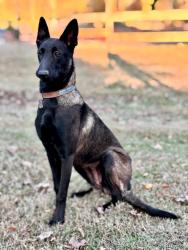 Lost Female Dog last seen Sandy Springs Fire Station, Pendleton, SC 29670