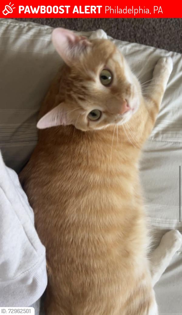 Lost Male Cat last seen Benton and Bustleton ave, Philadelphia, PA 19152
