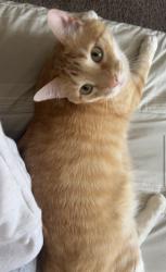 Lost Male Cat last seen Benton and Bustleton ave, Philadelphia, PA 19152