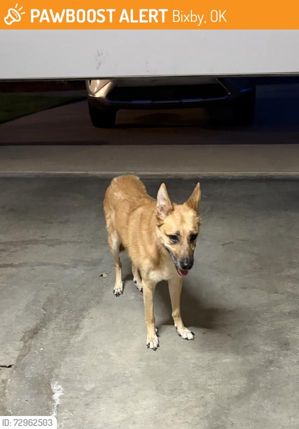 Found/Stray Unknown Dog last seen 145th/S. Yale, Bixby, OK 74008