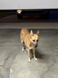 Found/Stray Unknown Dog last seen 145th/S. Yale, Bixby, OK 74008