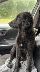 Found/Stray Female Dog last seen Mount olive correctional complex , Smithers, WV 25186