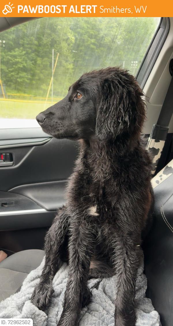 Found/Stray Female Dog last seen Mount olive correctional complex , Smithers, WV 25186