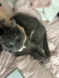 Reunited Male Cat last seen El Cerrito DMV/Ohlone Greenway, El Cerrito, CA 94530