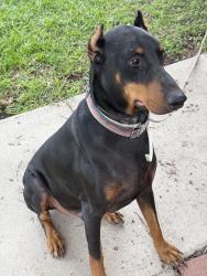 Reunited Male Dog last seen Moondance St, San Antonio, TX 78238