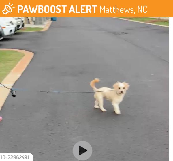 Found/Stray Male Dog last seen Not sure I didn’t find it someone else did, Matthews, NC 28105