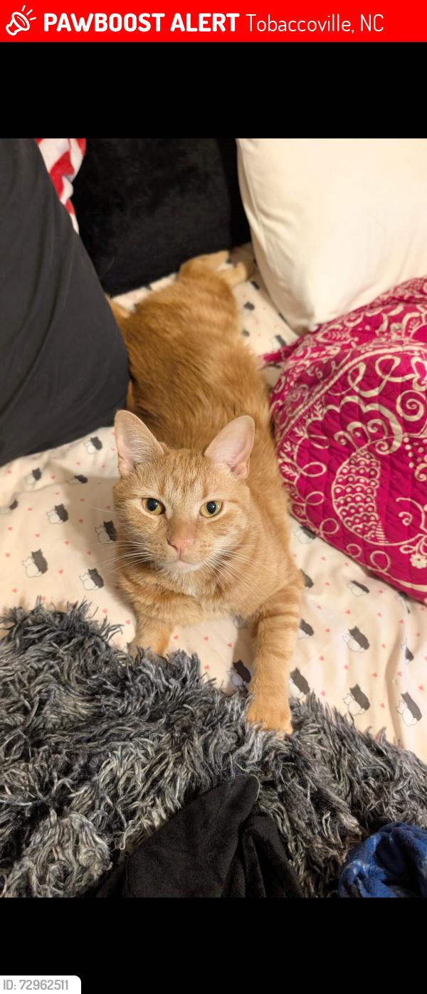 Lost Male Cat last seen Spainhour Mill Rd , Tobaccoville, NC 27050