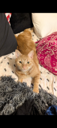 Lost Male Cat last seen Spainhour Mill Rd , Tobaccoville, NC 27050