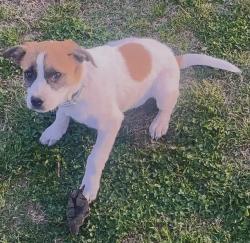 Lost Female Dog last seen Occc, Oklahoma City, OK 73159