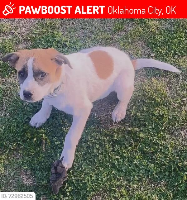 Lost Female Dog last seen Occc, Oklahoma City, OK 73159