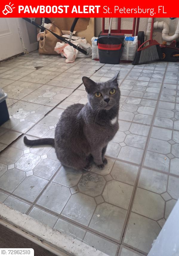 Lost Female Cat last seen 11th st n and 13th Ave n, St. Petersburg, FL 33705