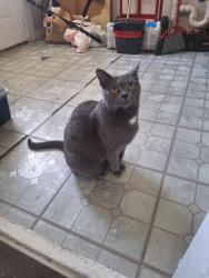 Lost Female Cat last seen 11th st n and 13th Ave n, St. Petersburg, FL 33705