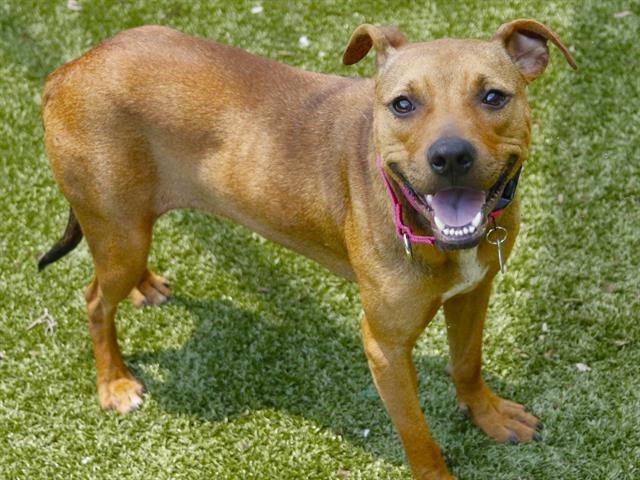Shelter Stray Female Dog last seen Near BLOCK GEORGETOWN DR, TALLAHASSEE FL 32305, Tallahassee, FL 32311