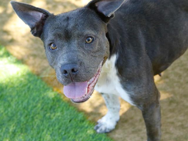 Shelter Stray Female Dog last seen Near BLOCK CAPITAL CIR SW, TALLAHASSEE FL 32304, Tallahassee, FL 32311