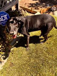 Found/Stray Male Dog last seen Putnam , Stockton, CA 95209
