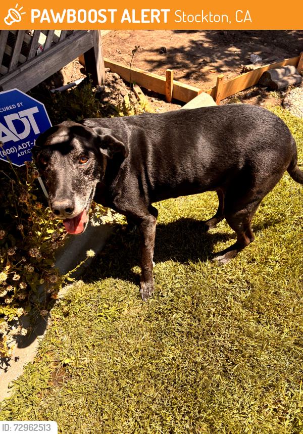 Found/Stray Male Dog last seen Putnam , Stockton, CA 95209