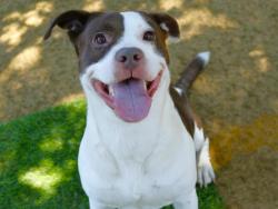 Shelter Stray Male Dog last seen Near BLOCK EASTERWOOD DR, TALLAHASSEE FL 32311, Tallahassee, FL 32311
