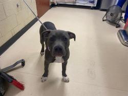 Shelter Stray Female Dog last seen , Milwaukee, WI 53215