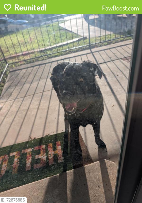 Reunited Unknown Dog last seen Tulane street, San Angelo, TX 76904