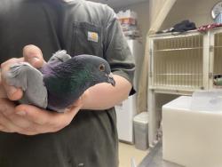 Shelter Stray Unknown Bird last seen Near BLOCK W OKLAHOMA AVE, Milwaukee, WI 53215