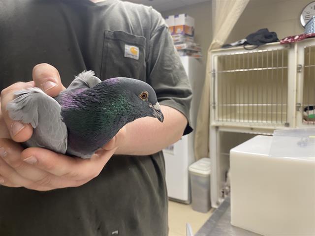Shelter Stray Unknown Bird last seen Near BLOCK W OKLAHOMA AVE, Milwaukee, WI 53215