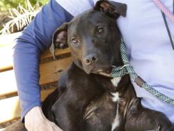 Shelter Stray Female Dog last seen Near BLOCK OAKVIEW DR, TALLAHASSEE FL 32305, Tallahassee, FL 32311