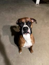 Reunited Male Dog last seen Virmargo/Pinkham, Visalia, CA 93292