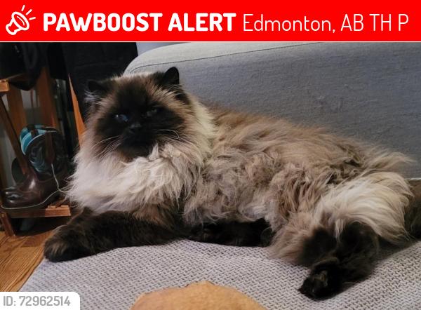 Lost Male Cat last seen St. Joachim Catholic Cemetery, Edmonton, AB T5H 0P3