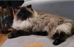 Lost Male Cat last seen St. Joachim Catholic Cemetery, Edmonton, AB T5H 0P3