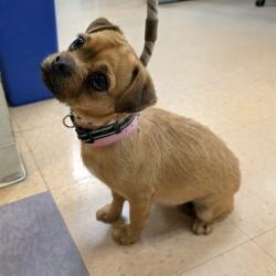 Shelter Stray Female Dog last seen Near BLK GOLDEN AVE, LONG BEACH, CA 90806, Long Beach, CA 90815