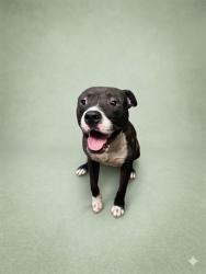 Shelter Stray Male Dog last seen Near BLOCK OLD GAINESVILLE RD, Jacksonville, FL 32204