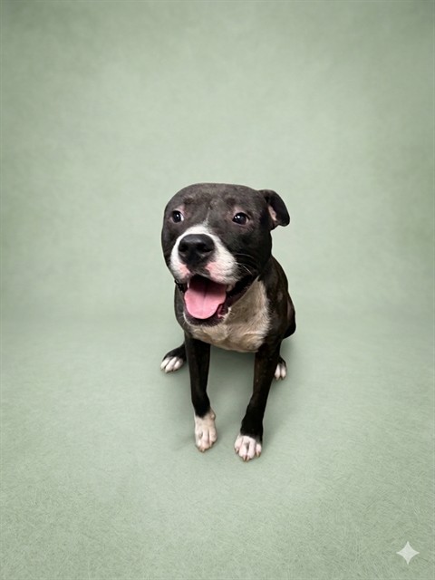 Shelter Stray Male Dog last seen Near BLOCK OLD GAINESVILLE RD, Jacksonville, FL 32204