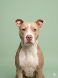 Shelter Stray Female Dog last seen PHYLLIS ST AND CENTER ST, Jacksonville, FL 32204