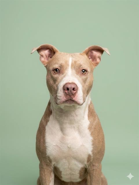 Shelter Stray Female Dog last seen PHYLLIS ST AND CENTER ST, Jacksonville, FL 32204
