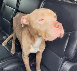Shelter Stray Male Dog last seen Near BLOCK HIAWATHA - SOUTHSIDE LYONS PARK, San Antonio, TX 78227