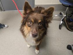 Shelter Stray Male Dog last seen SIERRA COLLEGE, Auburn, CA 95603