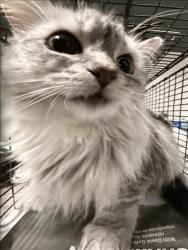 Shelter Stray Female Cat last seen , Chatsworth, CA 91311