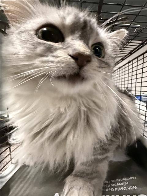 Shelter Stray Female Cat last seen , Chatsworth, CA 91311