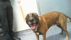 Shelter Stray Male Dog last seen HUNTERSVILLE, Charlotte, NC 28217