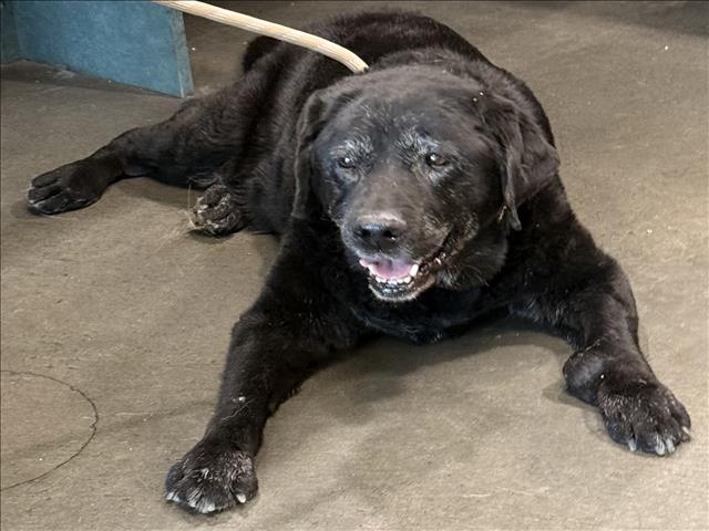 Shelter Stray Female Dog last seen , Chatsworth, CA 91311