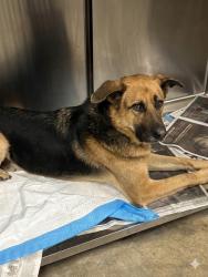 Shelter Stray Male Dog last seen , Chatsworth, CA 91311