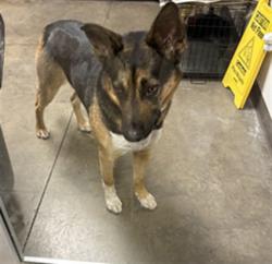 Shelter Stray Male Dog last seen , Chatsworth, CA 91311