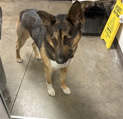 Shelter Stray Male Dog last seen , Chatsworth, CA 91311